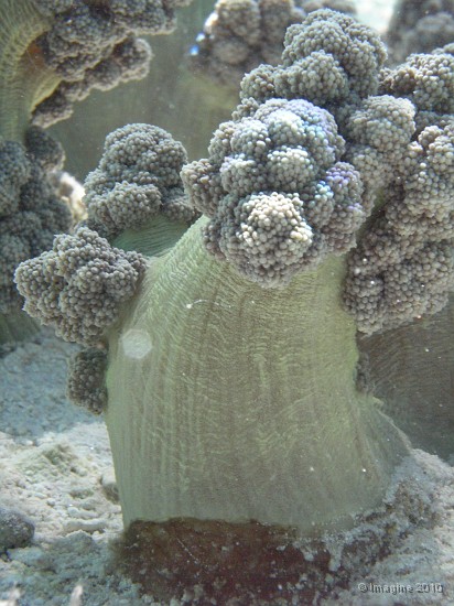 22- Corail mou ou alcyonaire - Ilot Gi.JPG